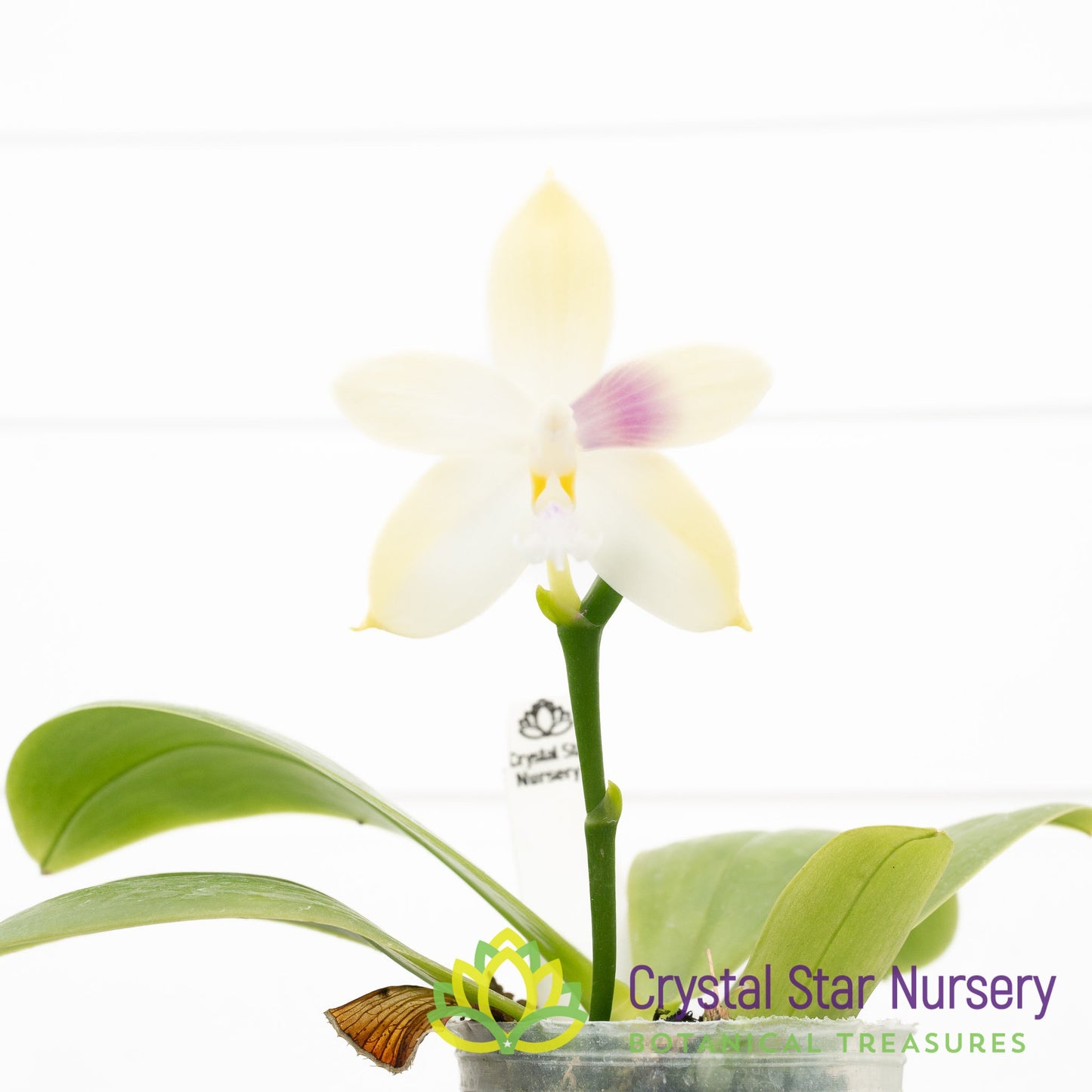 Phalaenopsis LL Blue Jenny x Miki Fly Eagle C1 (3486)