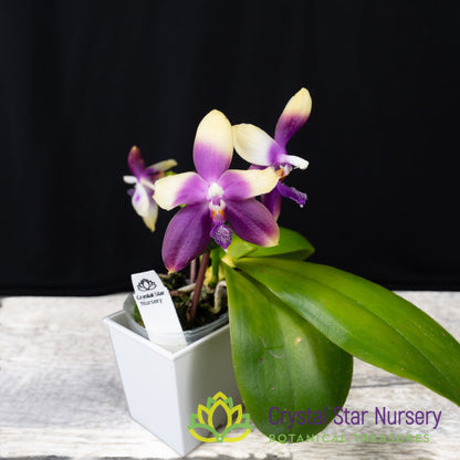 Phalaenopsis LL Blue Jenny x Miki Fly Eagle C1 (3486)