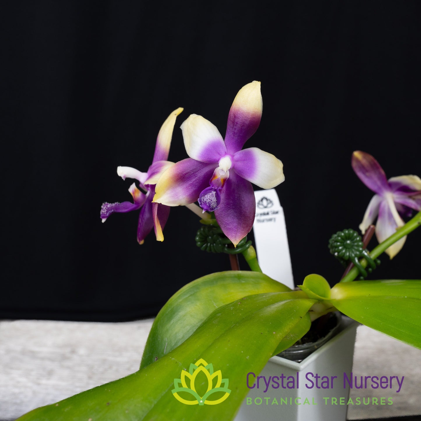 Phalaenopsis LL Blue Jenny x Miki Fly Eagle C1 (3486)