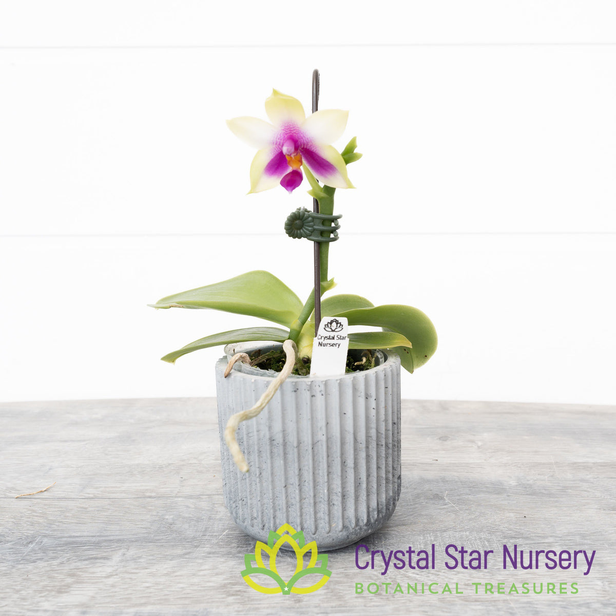 Phalaenopsis Ld&#39;s Bear Queen x Bellina (K152)