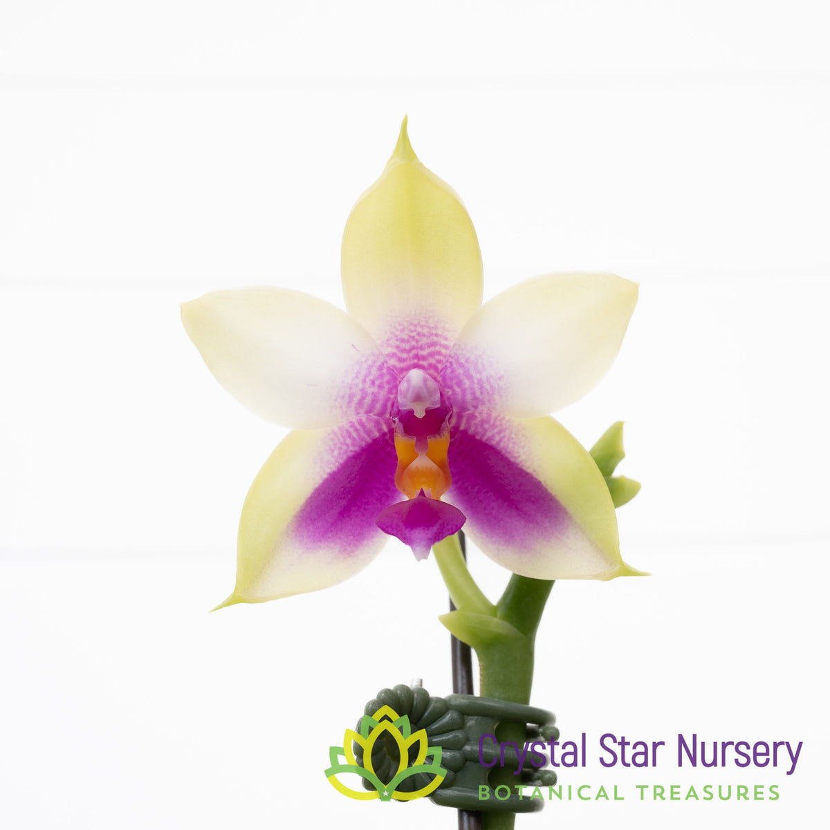 Phalaenopsis Ld&#39;s Bear Queen x Bellina (K152)