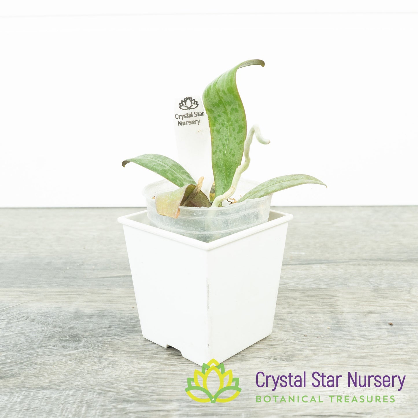 Phalaenopsis Lindenii x sib (HY-C10)