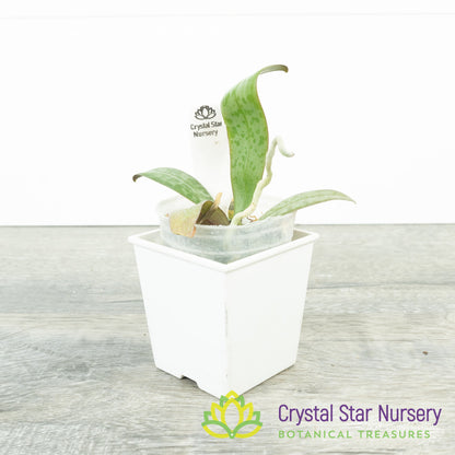 Phalaenopsis Lindenii x sib (HY-C10)