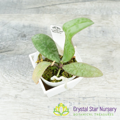 Phalaenopsis Lindenii x sib (HY-C10)