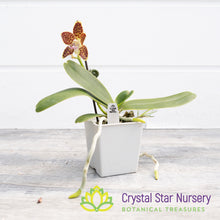Phalaenopsis Little One 'Spicy Girl'