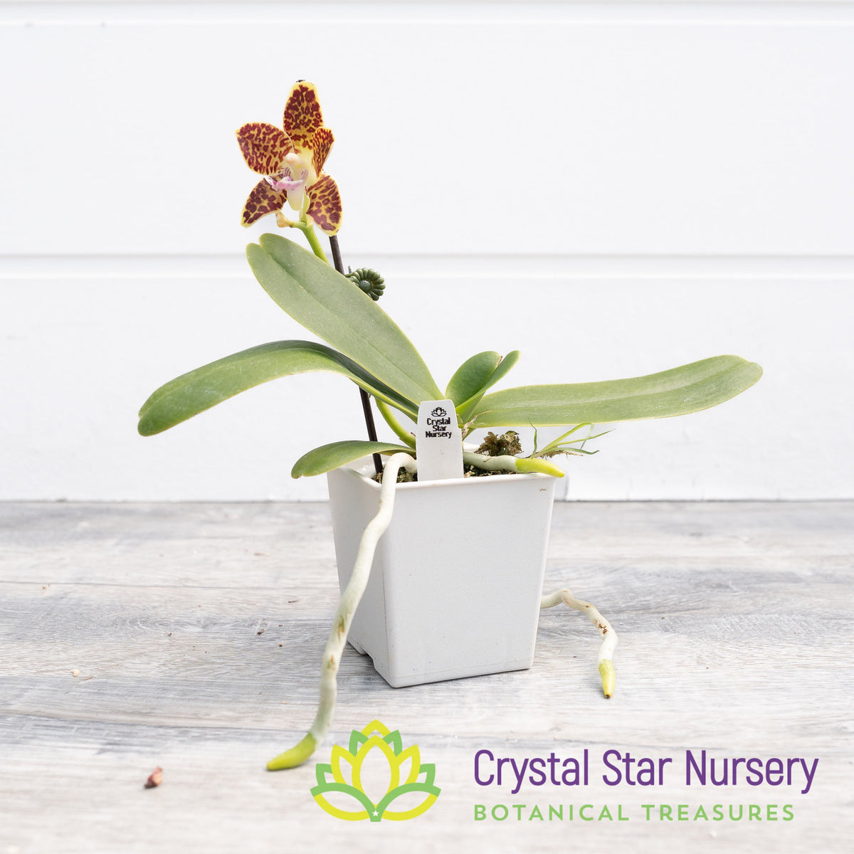 Phalaenopsis Little One &#39;Spicy Girl&#39;