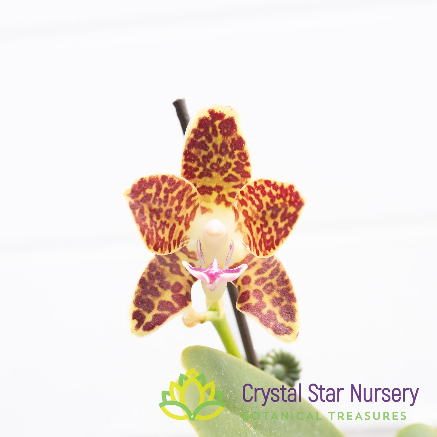 Phalaenopsis Little One 'Spicy Girl'