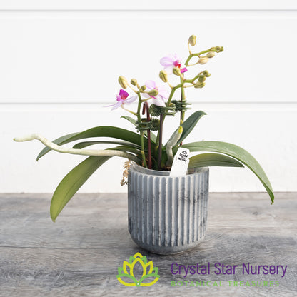 Phalaenopsis Liu's Berry 'Trinity'