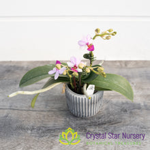 Phalaenopsis Liu's Berry 'Trinity'