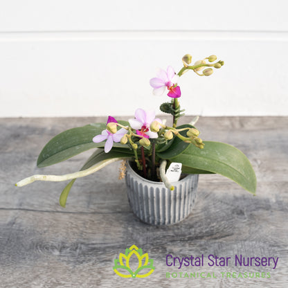 Phalaenopsis Liu's Berry 'Trinity'