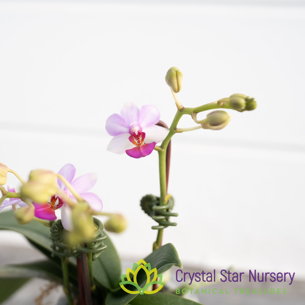 Phalaenopsis Liu's Berry 'Trinity'