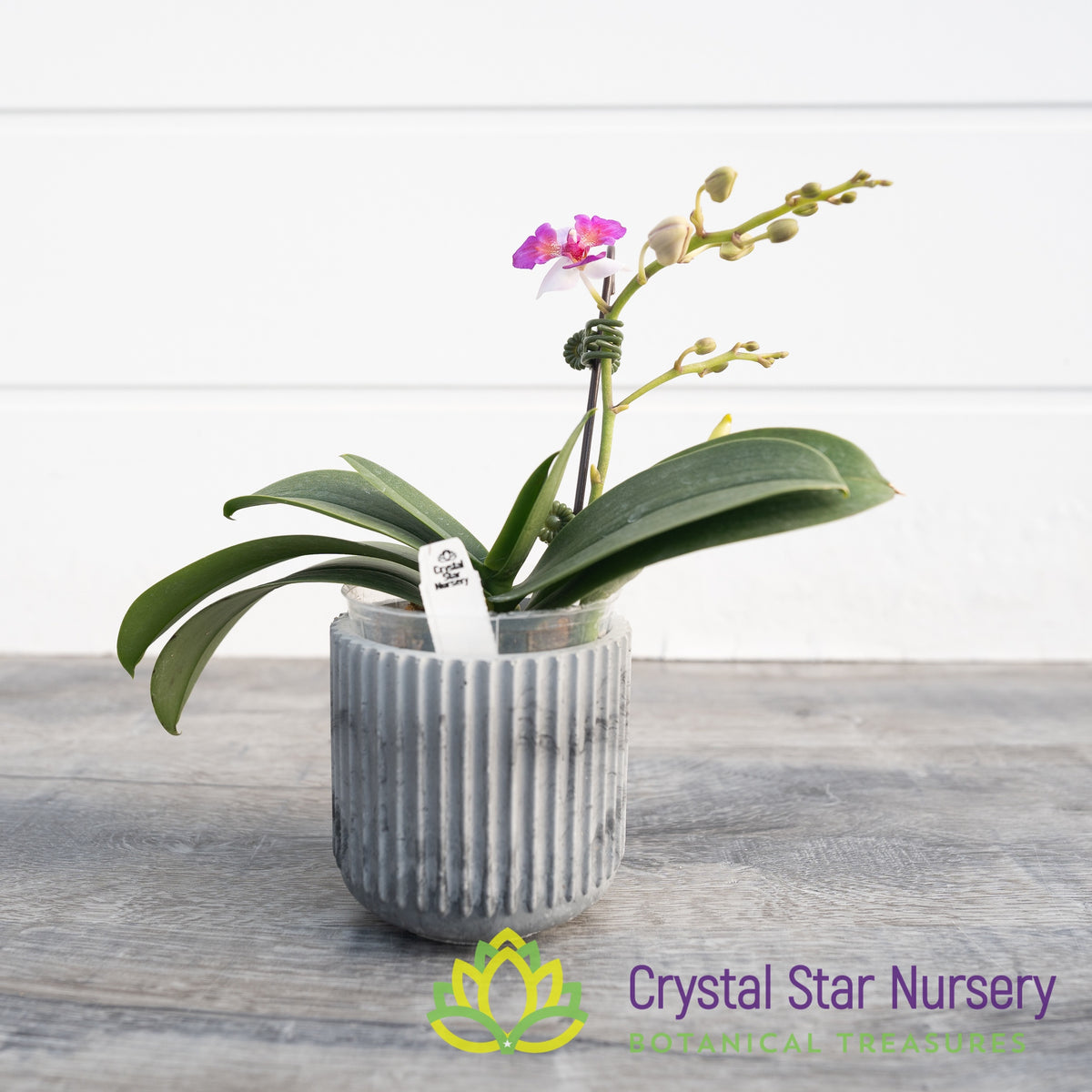 Phalaenopsis Liu's Berry 'Trinity'
