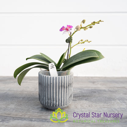 Phalaenopsis Liu's Berry 'Trinity'