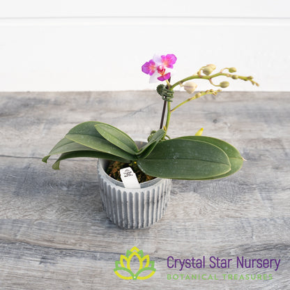 Phalaenopsis Liu's Berry 'Trinity'