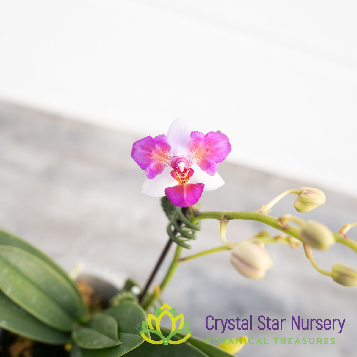 Phalaenopsis Liu's Berry 'Trinity'