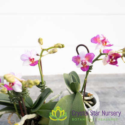 Phalaenopsis Liu's Berry 'Trinity'