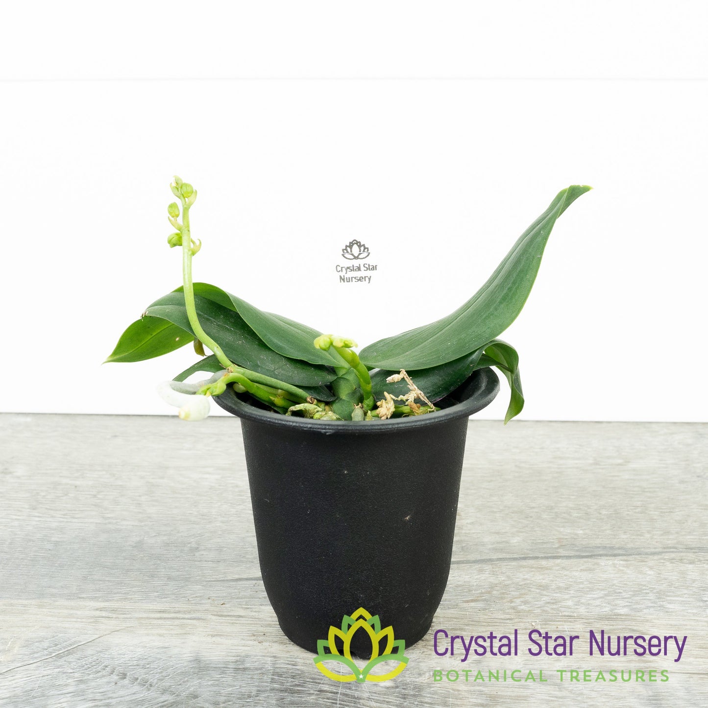 Phalaenopsis Lobbii