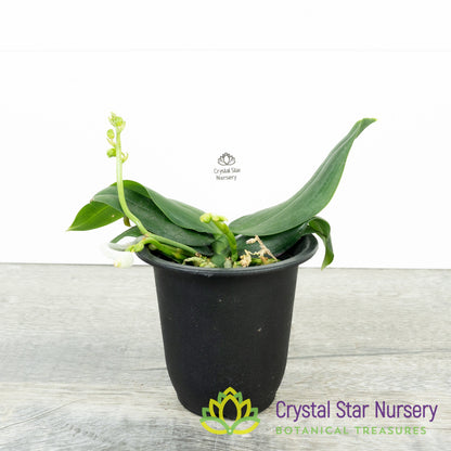 Phalaenopsis Lobbii