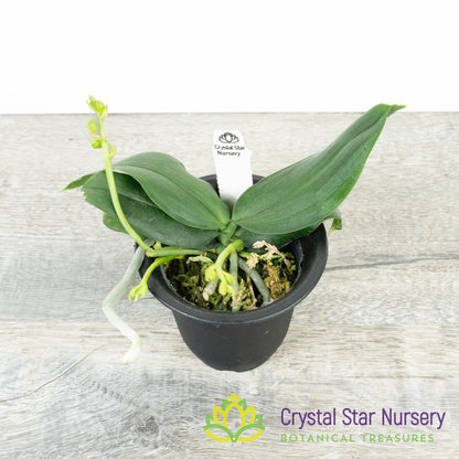 Phalaenopsis Lobbii