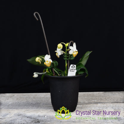 Phalaenopsis Lobbii