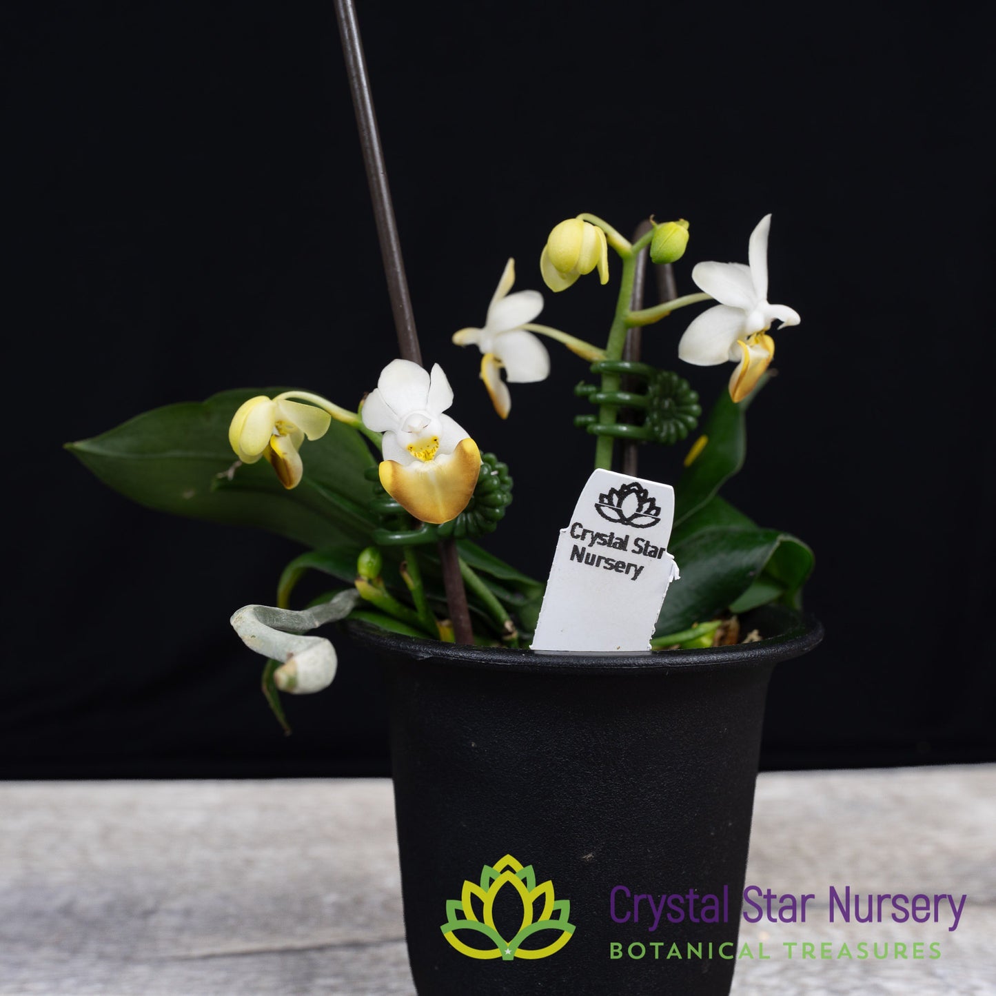 Phalaenopsis Lobbii
