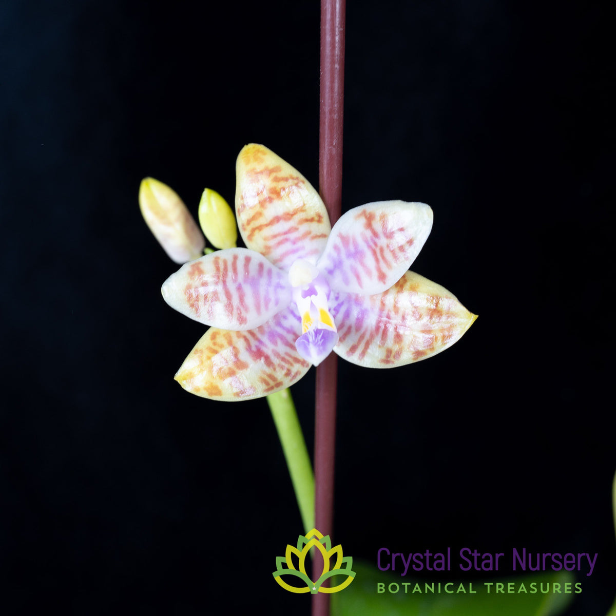 Phalaenopsis Lueddemanniana f. Alba x Lueddemanniana f. Coerulea (A01)