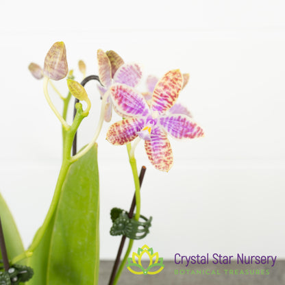 Phalaenopsis Lueddemanniana f. Alba x Lueddemanniana f. Coerulea (B02)