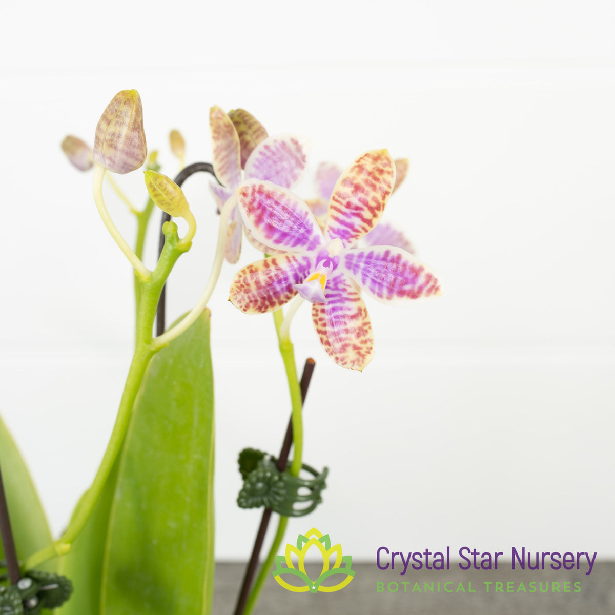 Phalaenopsis Lueddemanniana f. Alba x Lueddemanniana f. Coerulea (B02)