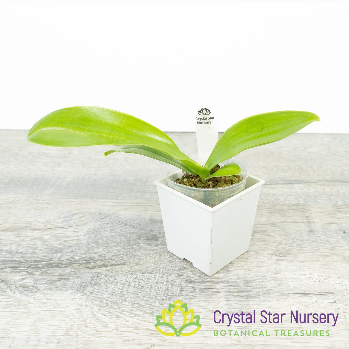 Phalaenopsis Lueddemanniana x sib (MH-63)