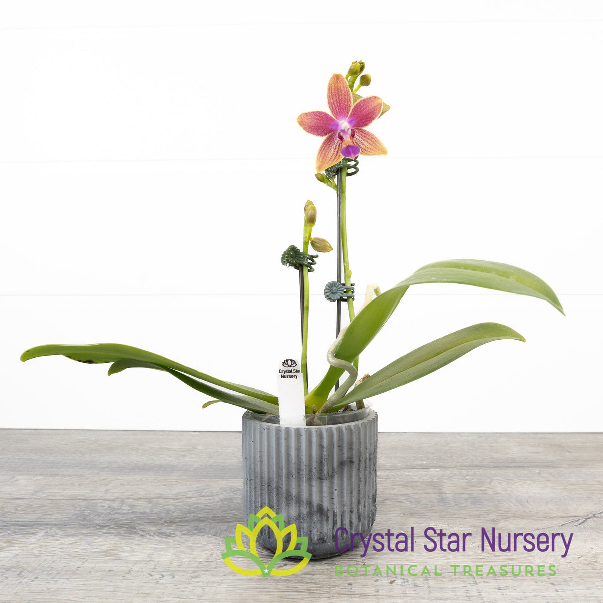 Phalaenopsis Miki Golden Sand &#39;Mouse&#39;