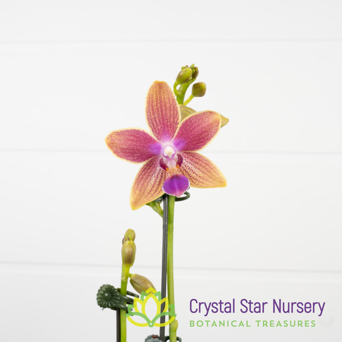 Phalaenopsis Miki Golden Sand &#39;Mouse&#39;