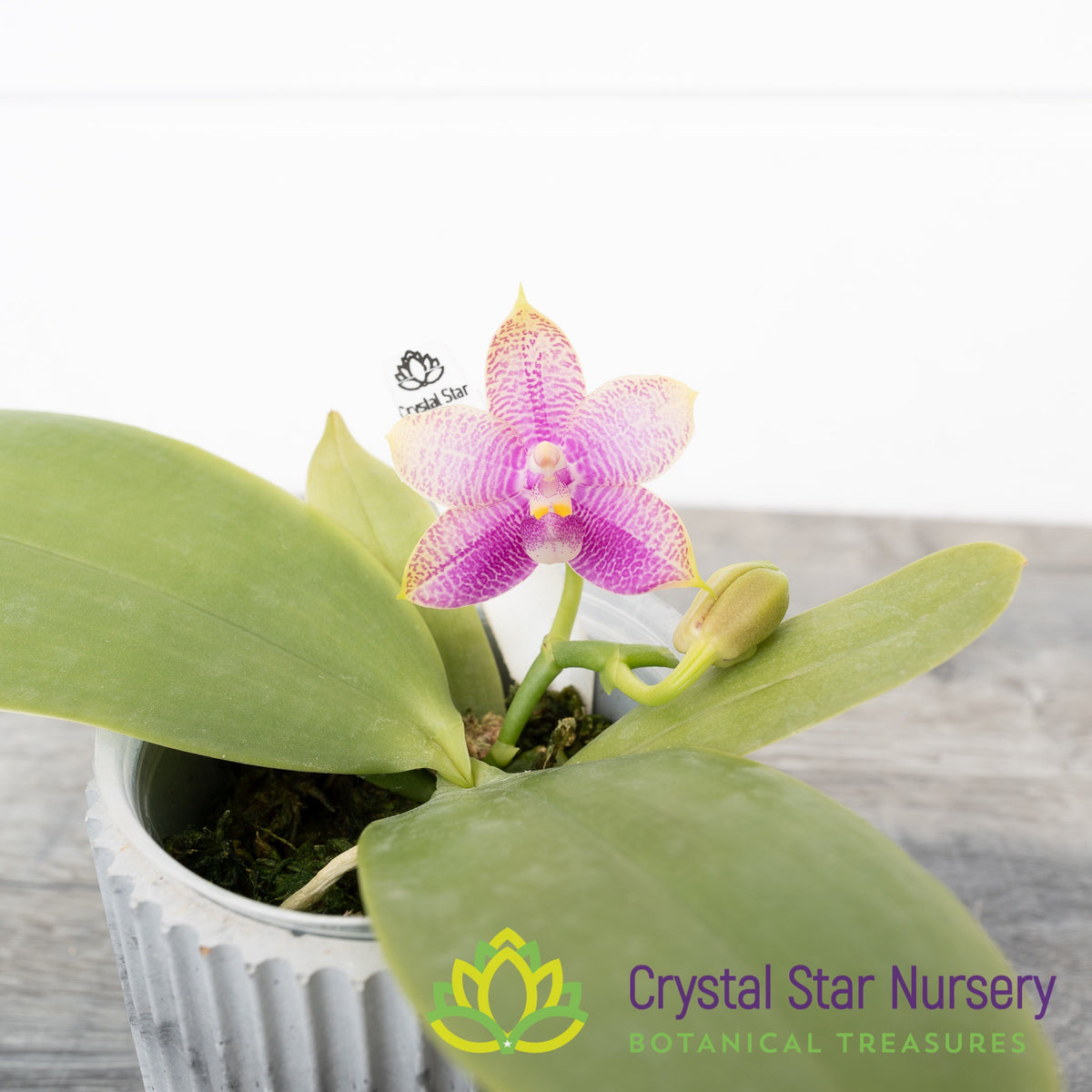 Phalaenopsis Miki Mok Choi Bear Queen &#39;710&#39;