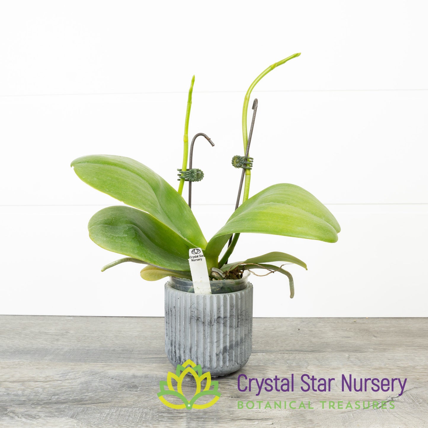 Phalaenopsis Miro Spring Girl x Mituo Sun (KK931)