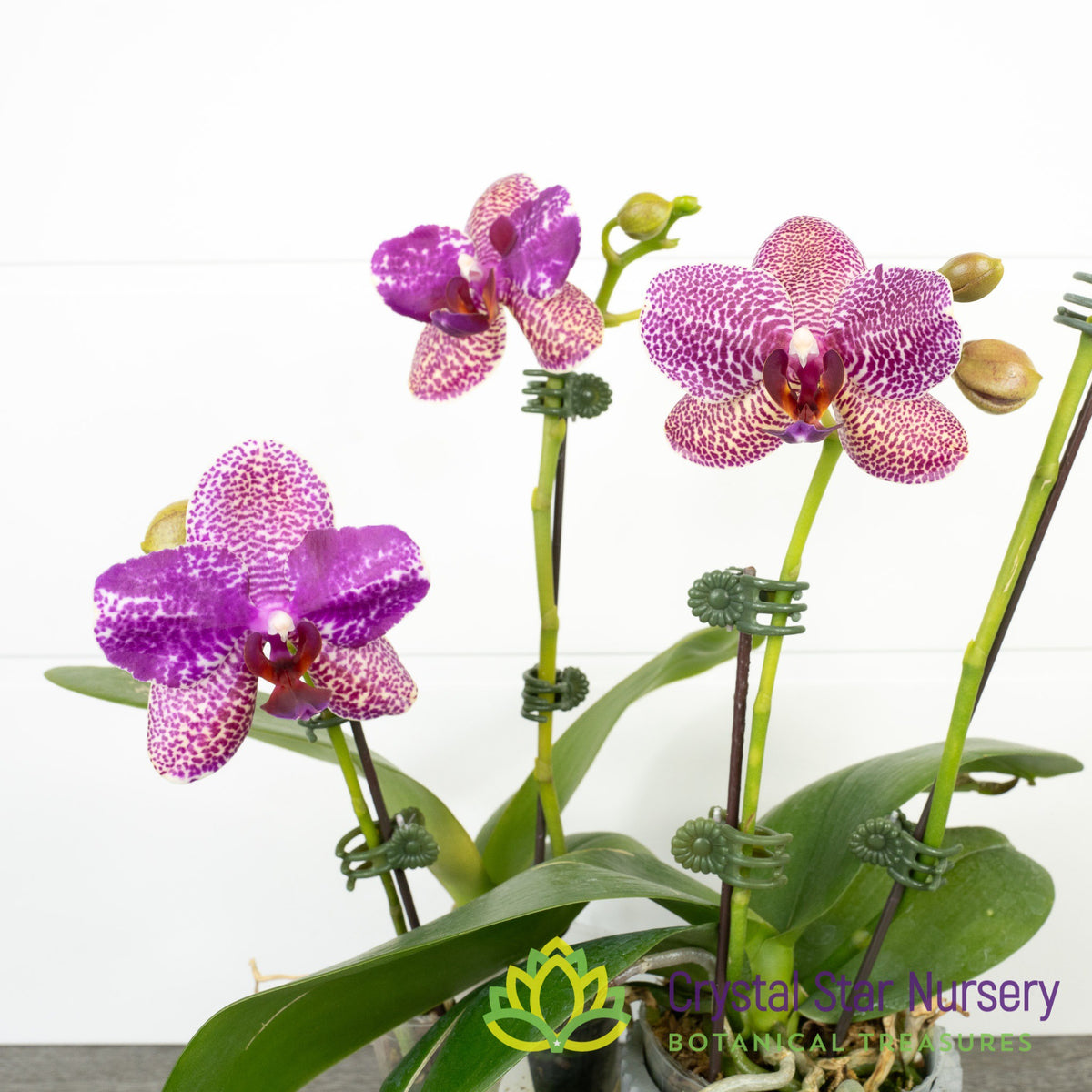 Phalaenopsis Miro Spring Girl x Mituo Sun (KK931)