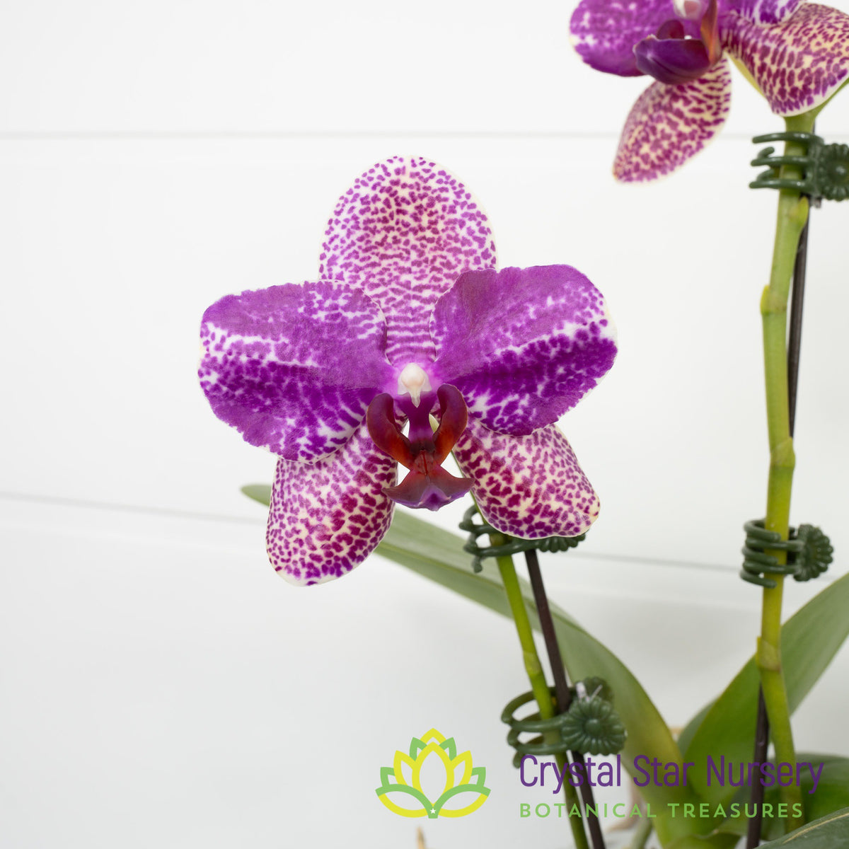 Phalaenopsis Miro Spring Girl x Mituo Sun (KK931)