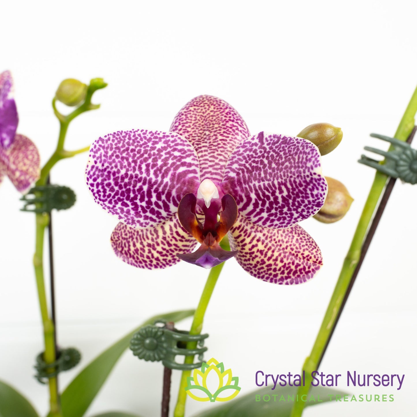 Phalaenopsis Miro Spring Girl x Mituo Sun (KK931)