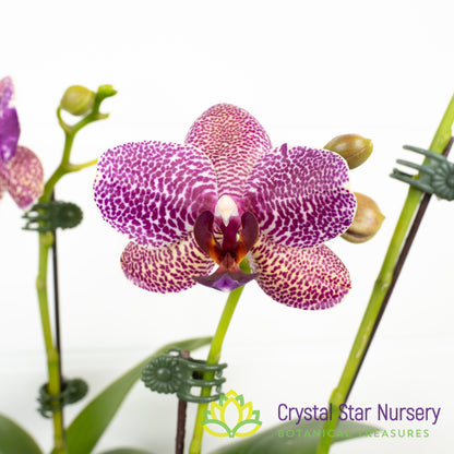 Phalaenopsis Miro Spring Girl x Mituo Sun (KK931)