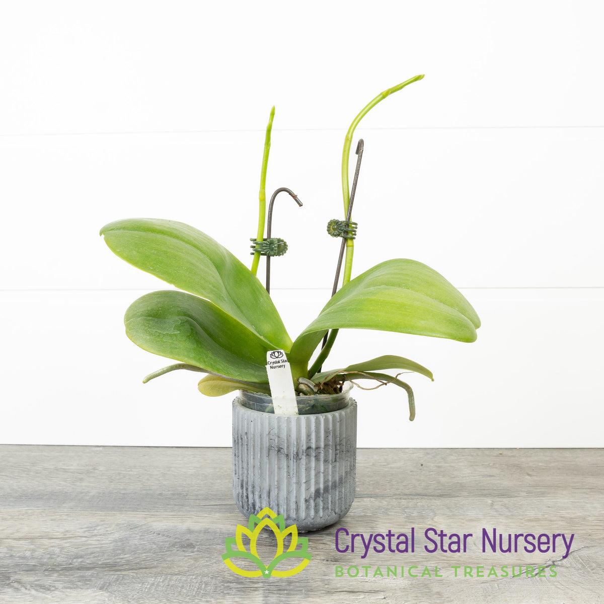 Phalaenopsis Miro Spring Girl x Mituo Sun (KK931)