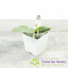 Phalaenopsis Parishii (#5)