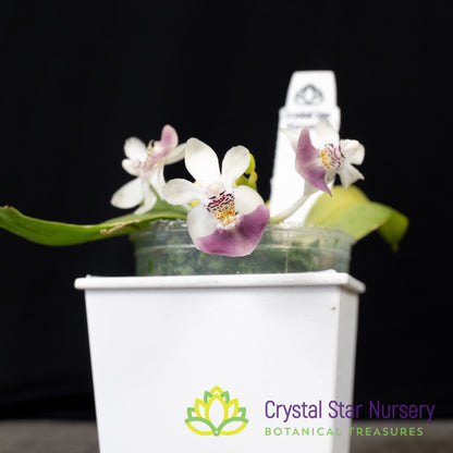Phalaenopsis Parishii (#5)