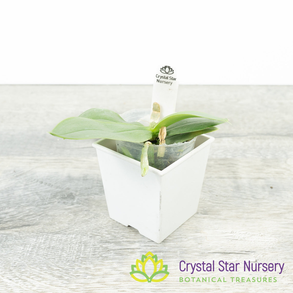 Phalaenopsis Parishii (#5)