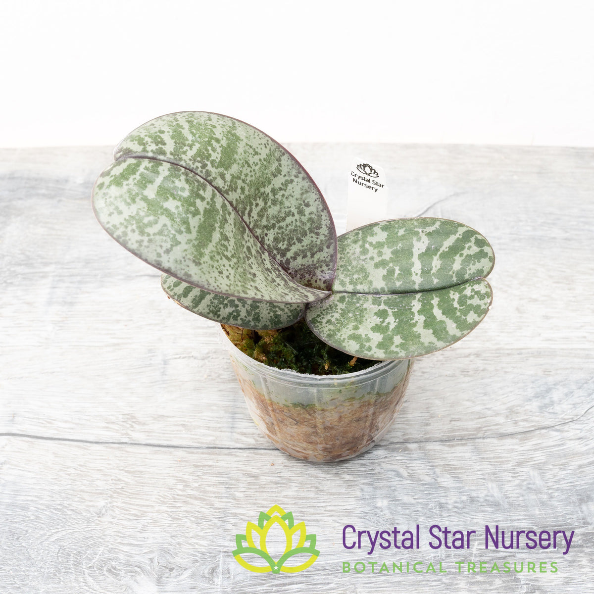 Phalaenopsis Philippinensis Silver Leaf (#8)