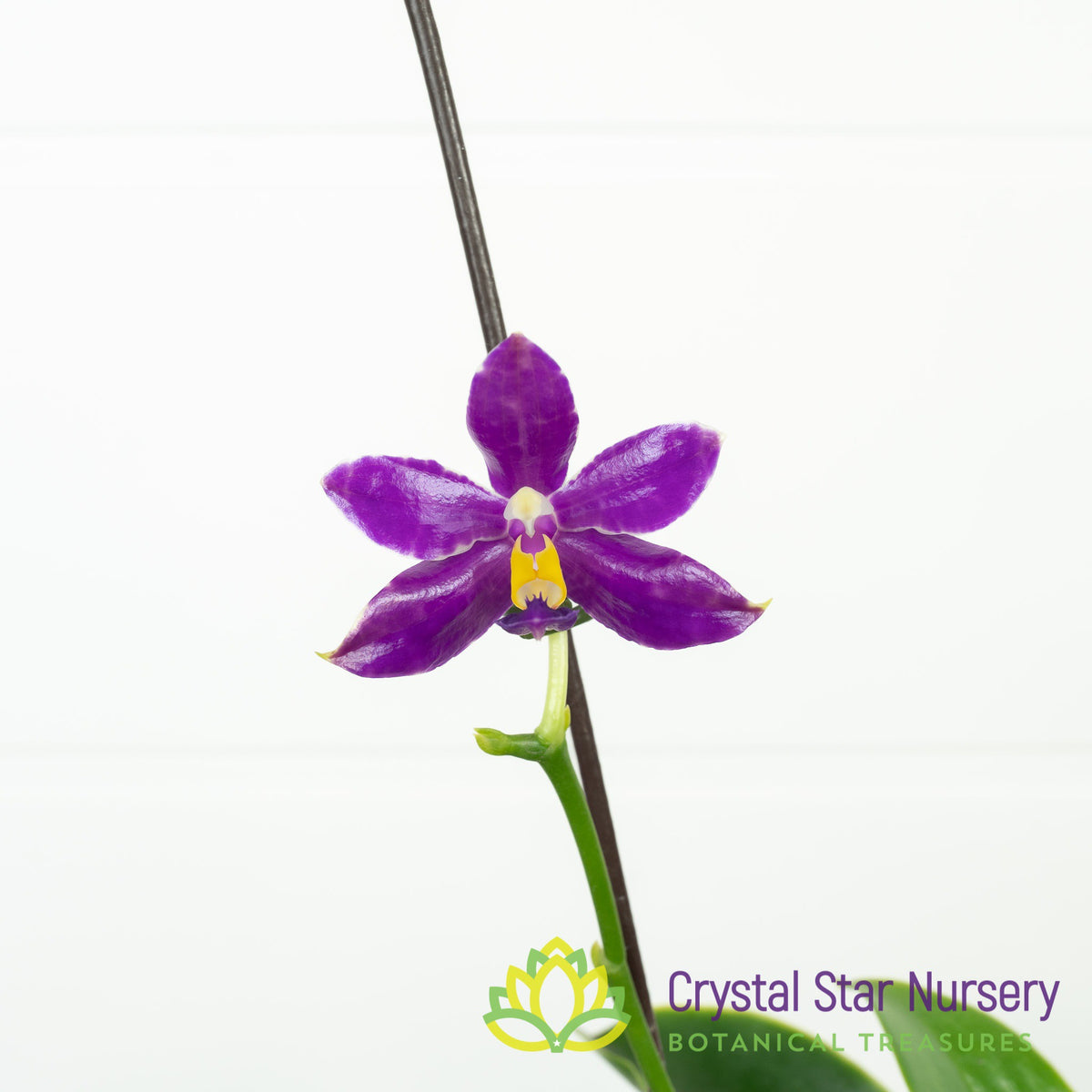 Phalaenopsis Pulchra (Deep Red)
