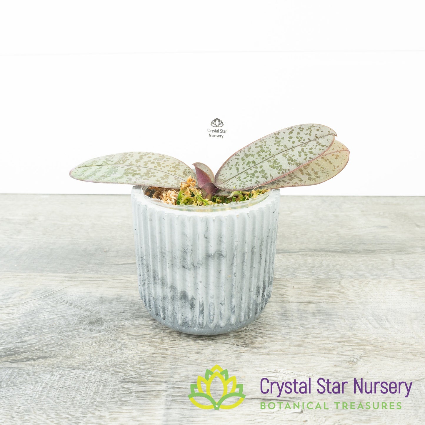 Phalaenopsis Schilleriana Silver Leaf