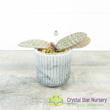 Phalaenopsis Schilleriana Silver Leaf