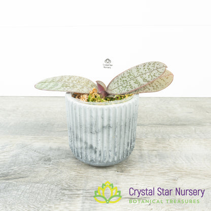 Phalaenopsis Schilleriana Silver Leaf