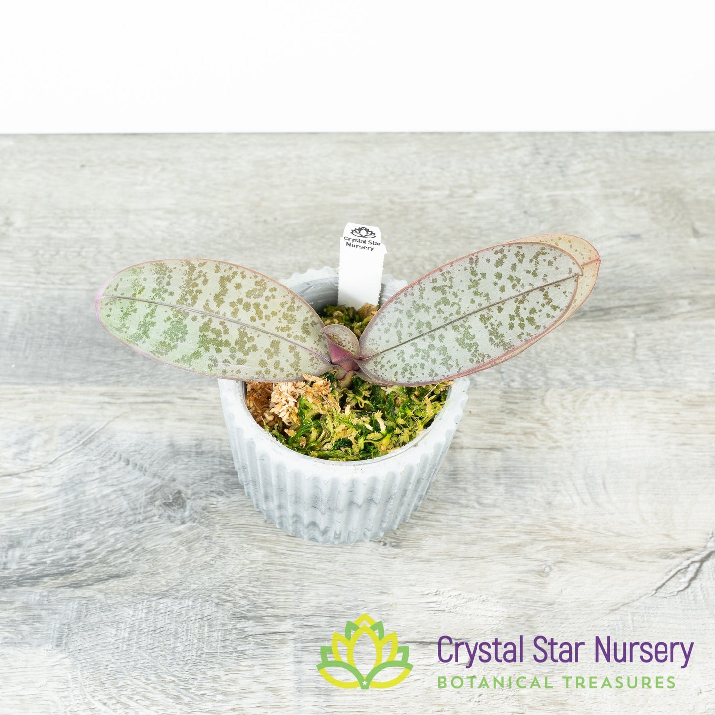 Phalaenopsis Schilleriana Silver Leaf
