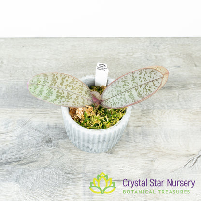 Phalaenopsis Schilleriana Silver Leaf
