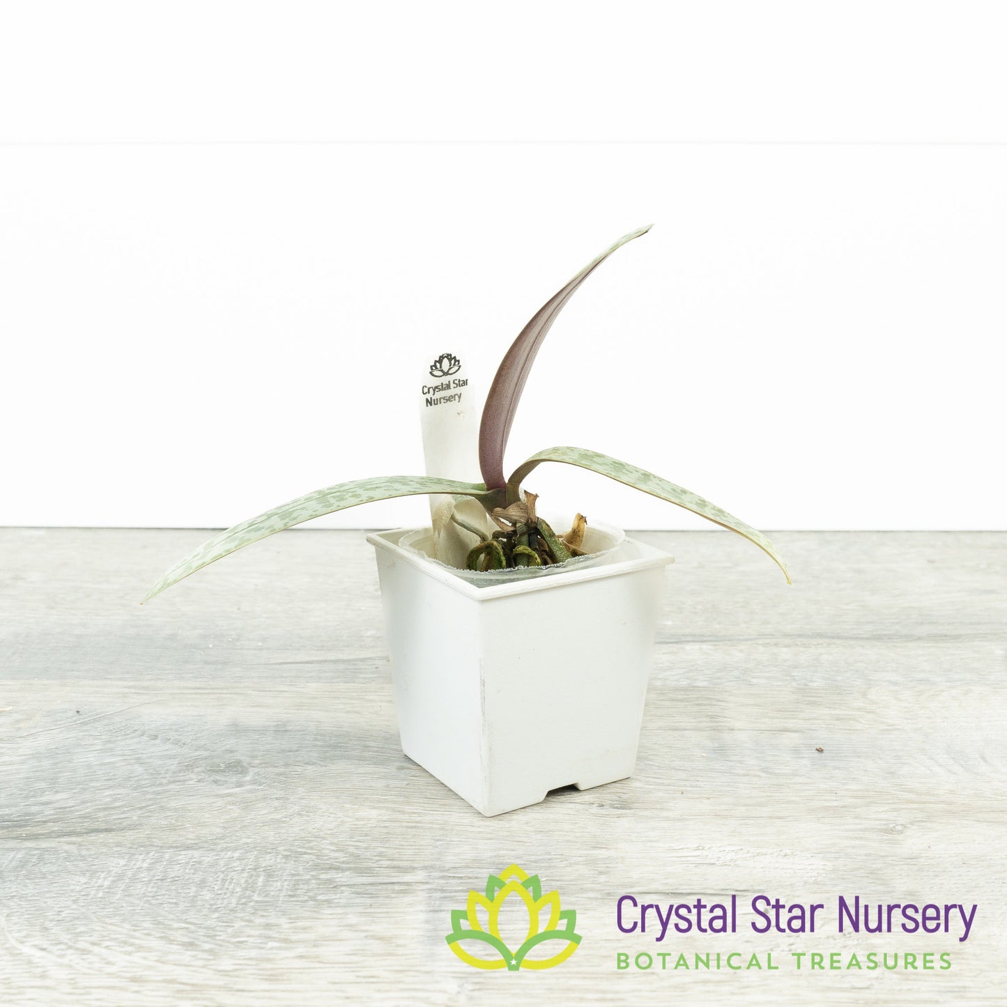 Phalaenopsis Schilleriana (#1)