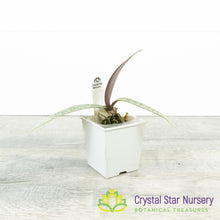 Phalaenopsis Schilleriana (#1)